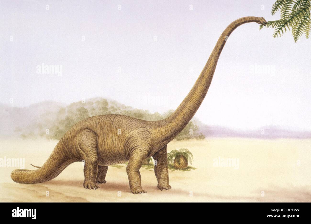 Palaeozoology Jurassic period Dinosaurs Mamenchisaurus Art work Stock Photo Alamy