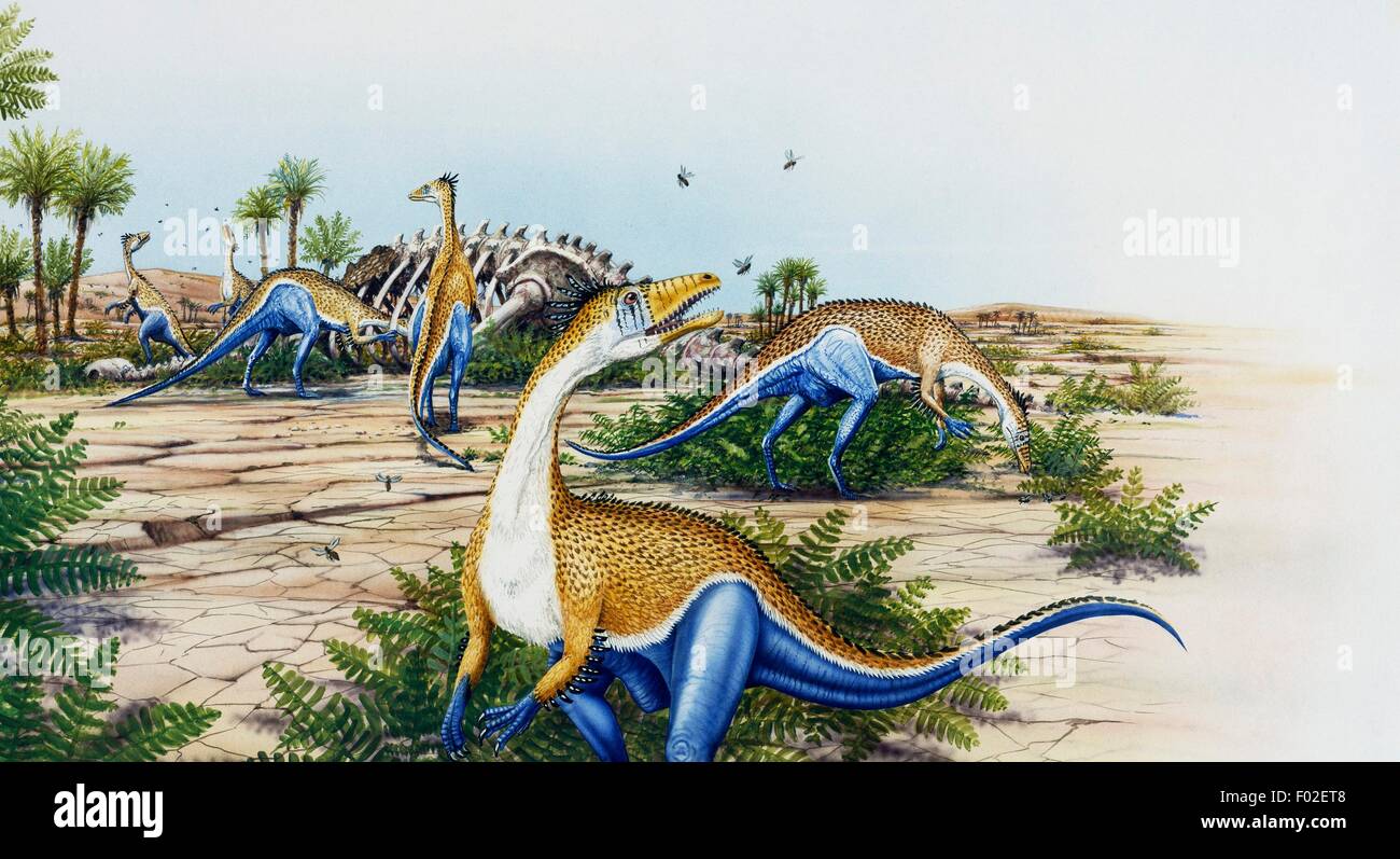 Syntarsus sp or Coelophysis sp, Coelophysidae, Jurassic. Illustration. Stock Photo