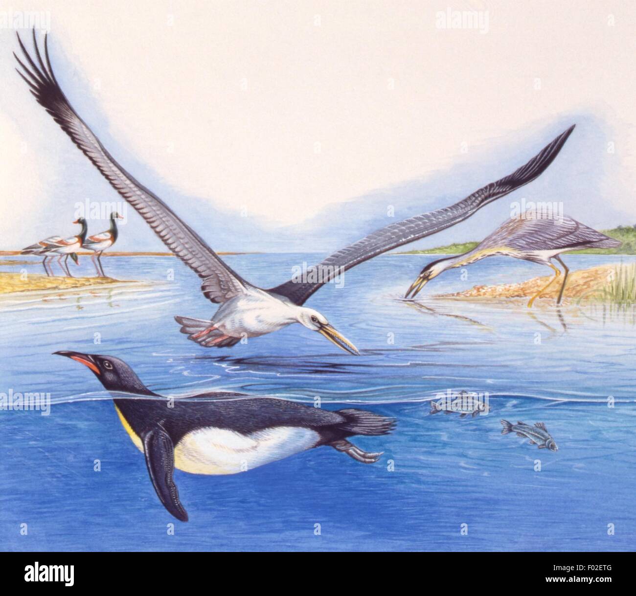 Palaeozoology - Prehistoric birds - Art work Stock Photo