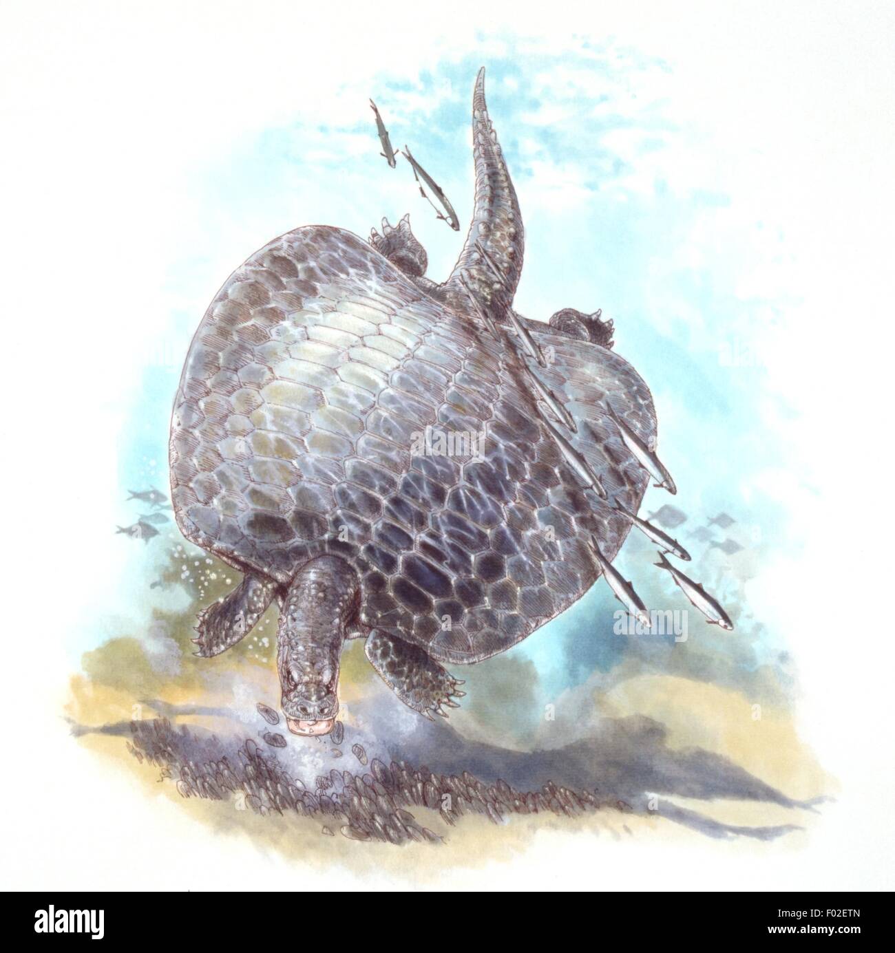 Palaeozoology - Upper Triassic period - Fossil reptiles - Placodonts - Henodus (Henodus chelyops) - Art work Stock Photo
