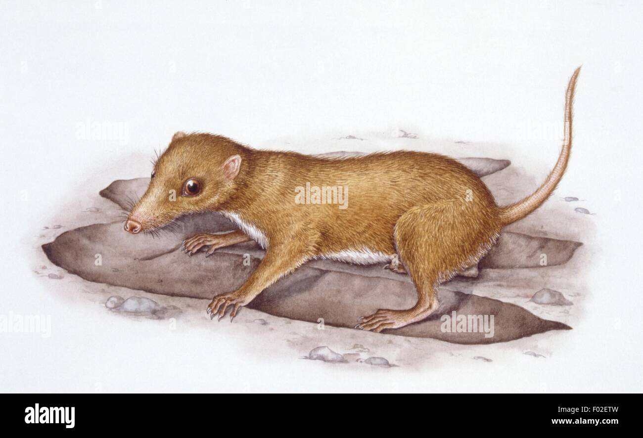 Palaeozoology - Mesozoic period - Extinct mammals - Morganucodontids - Megazostrodon - Art work Stock Photo