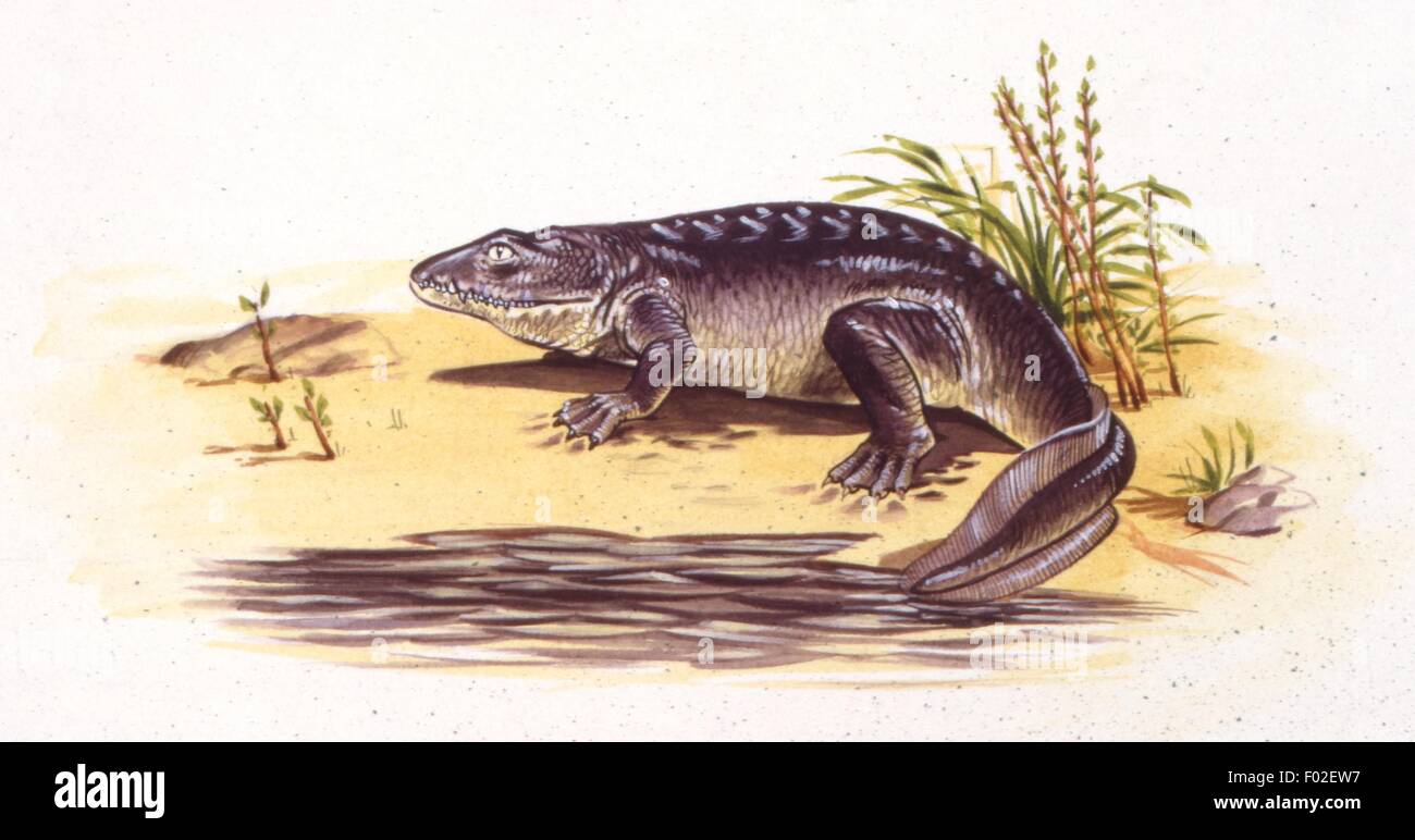 Palaeozoology Devonian Period Amphibian Tetrapods Ichthyostega 