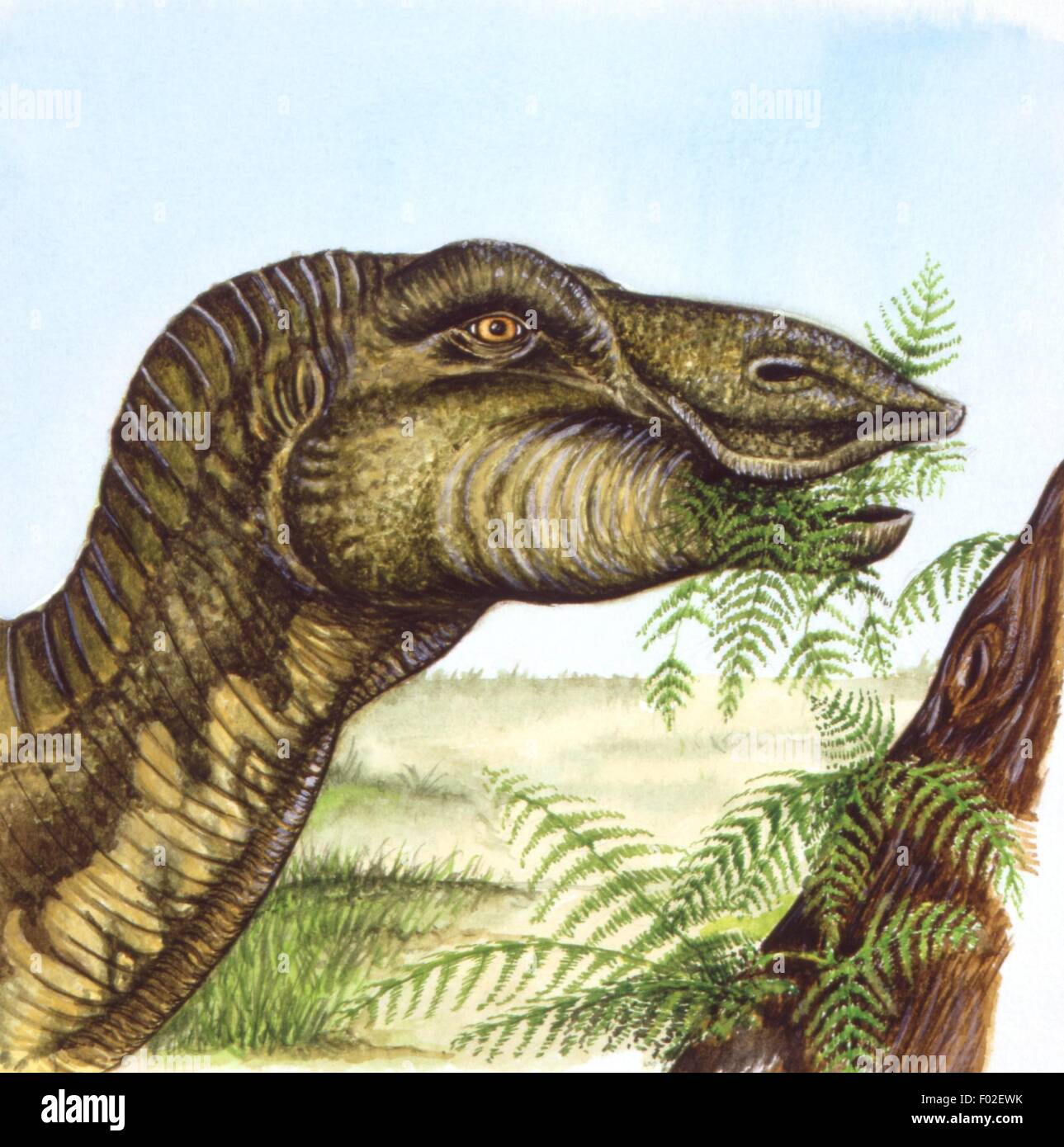 Palaeozoology - Cretaceous period - Dinosaurs - Anatotitan (head) - Art work Stock Photo