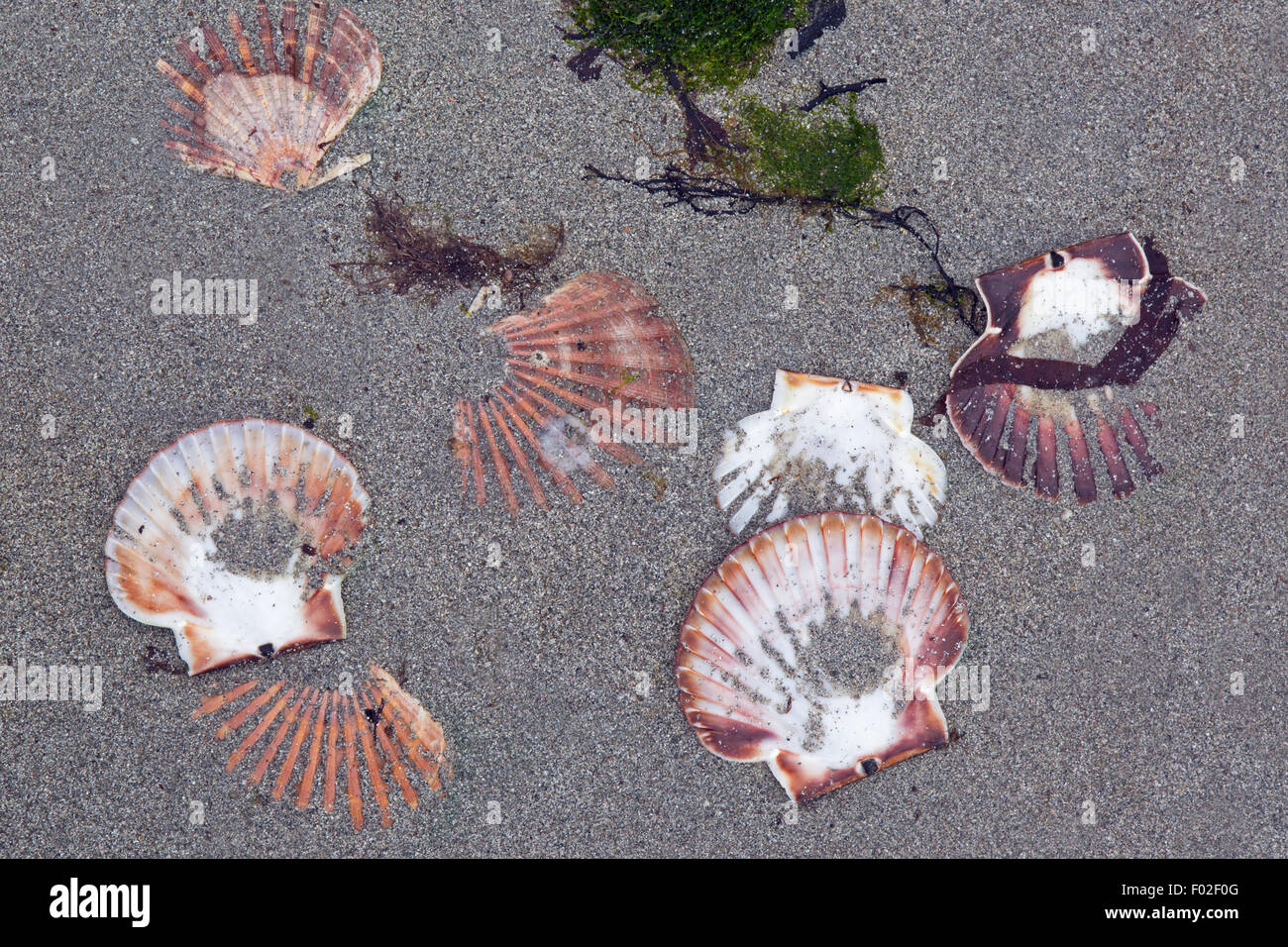 Scallop shells on sandy beach North Uist Western Isles Scotland Stock