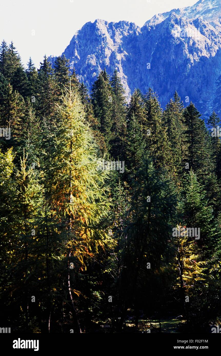 Conifers and broad-leaved trees forest in Mercantour National Park (Parc National du Mercantour), France. Stock Photo