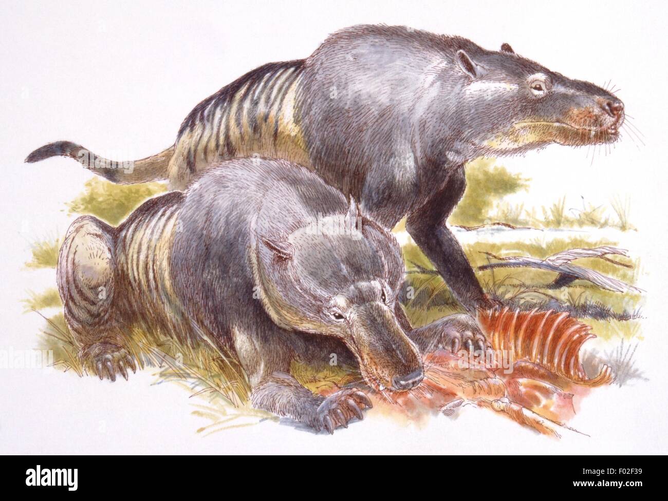 Palaeozoology - Eocene period - Extinct mammals -  Andrewsarchus (creodont) - Art work by James Robins Stock Photo