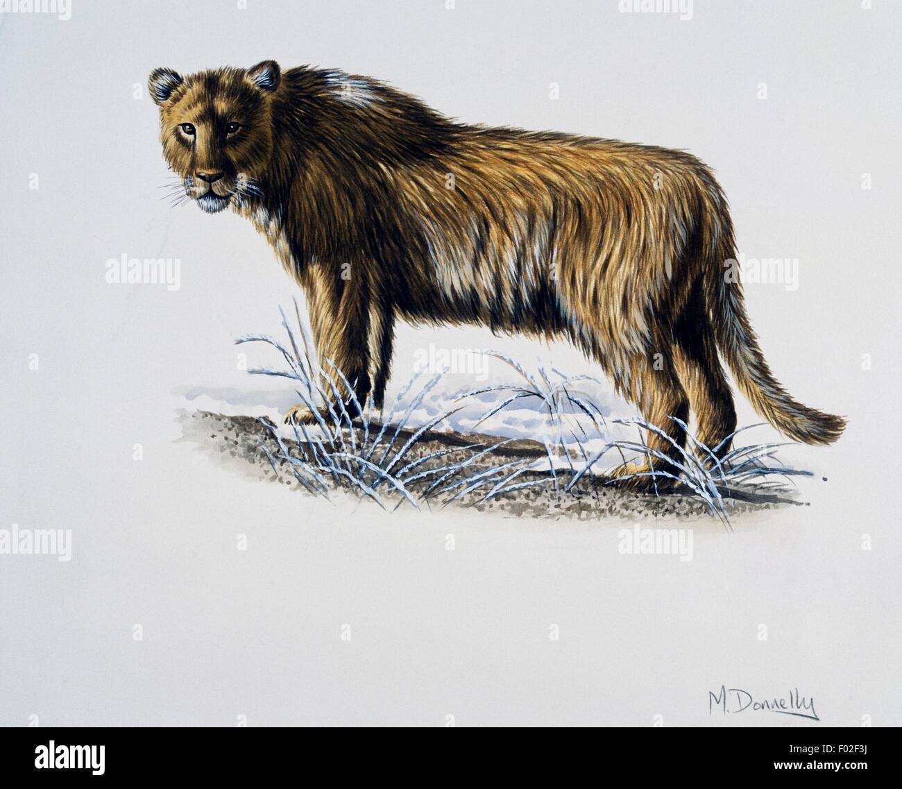 European or Eurasian cave lion (Panthera leo spelaea), Felidae, Late Pleistocene. Artwork by Mike Donnelly. Stock Photo