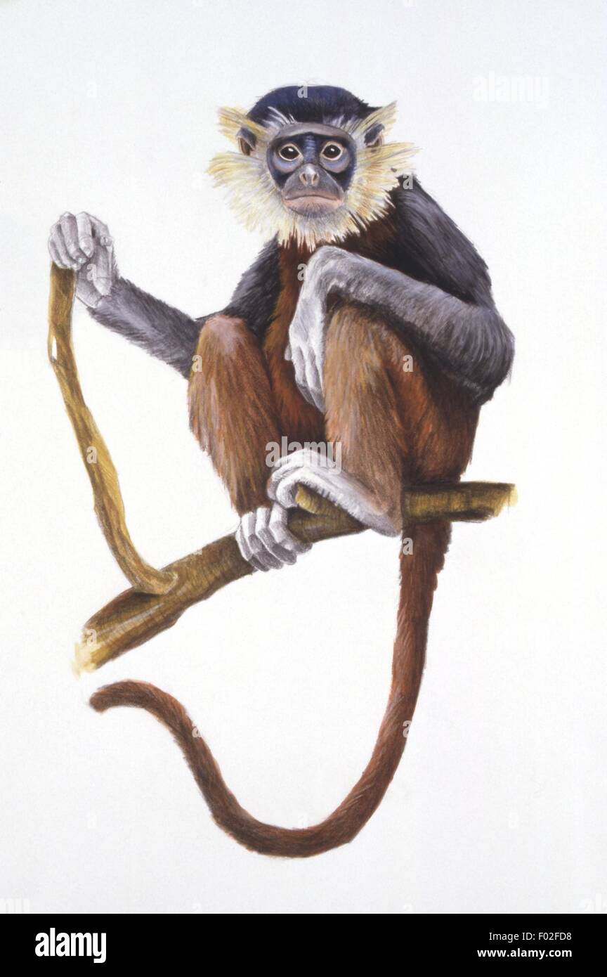 Palaeozoology Miocene/Pliocene period Extinct mammals Primates