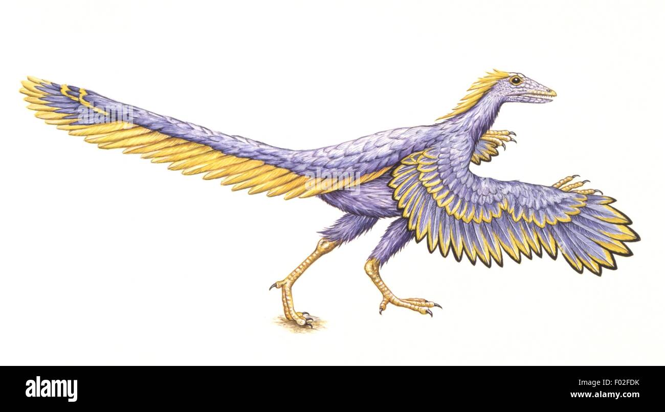 конвергенция примеры. археоптерикс и эволюция. происхождение птиц от динозавров. птицы произошли от динозавров. эволюционное дерево птиц.