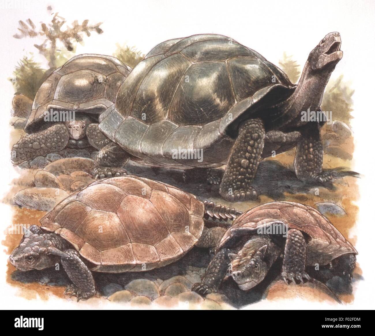 Zoology - Reptiles - Tortoises (Chelons) - Art work by J. Robins Stock Photo
