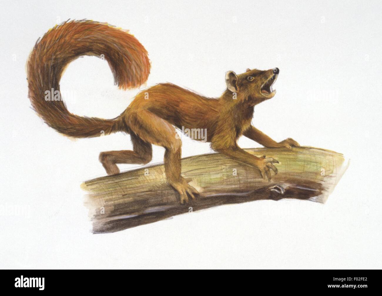 Palaeozoology Paleocene period Extinct mammals Primates