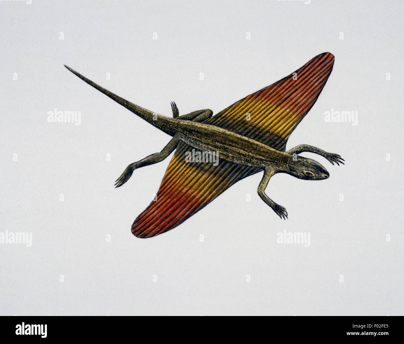Flying dragon (Draco volans), Agamidae. Artwork by Simon Turvey. Stock Photo