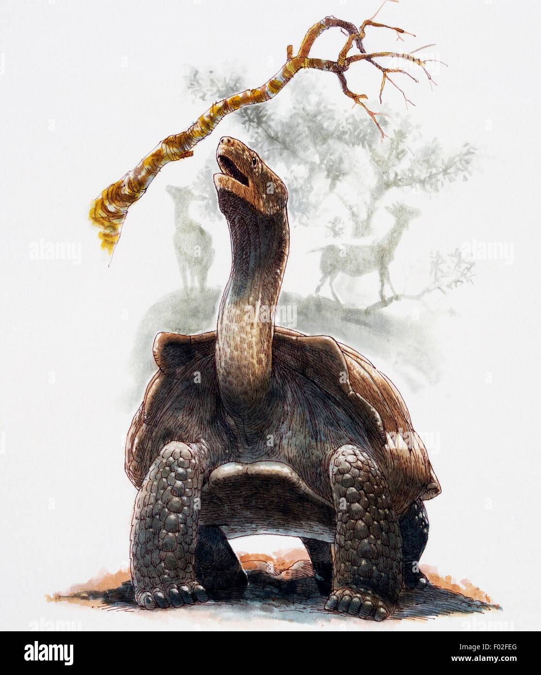 Giant tortoise. Artwork by James Robins. Stock Photo