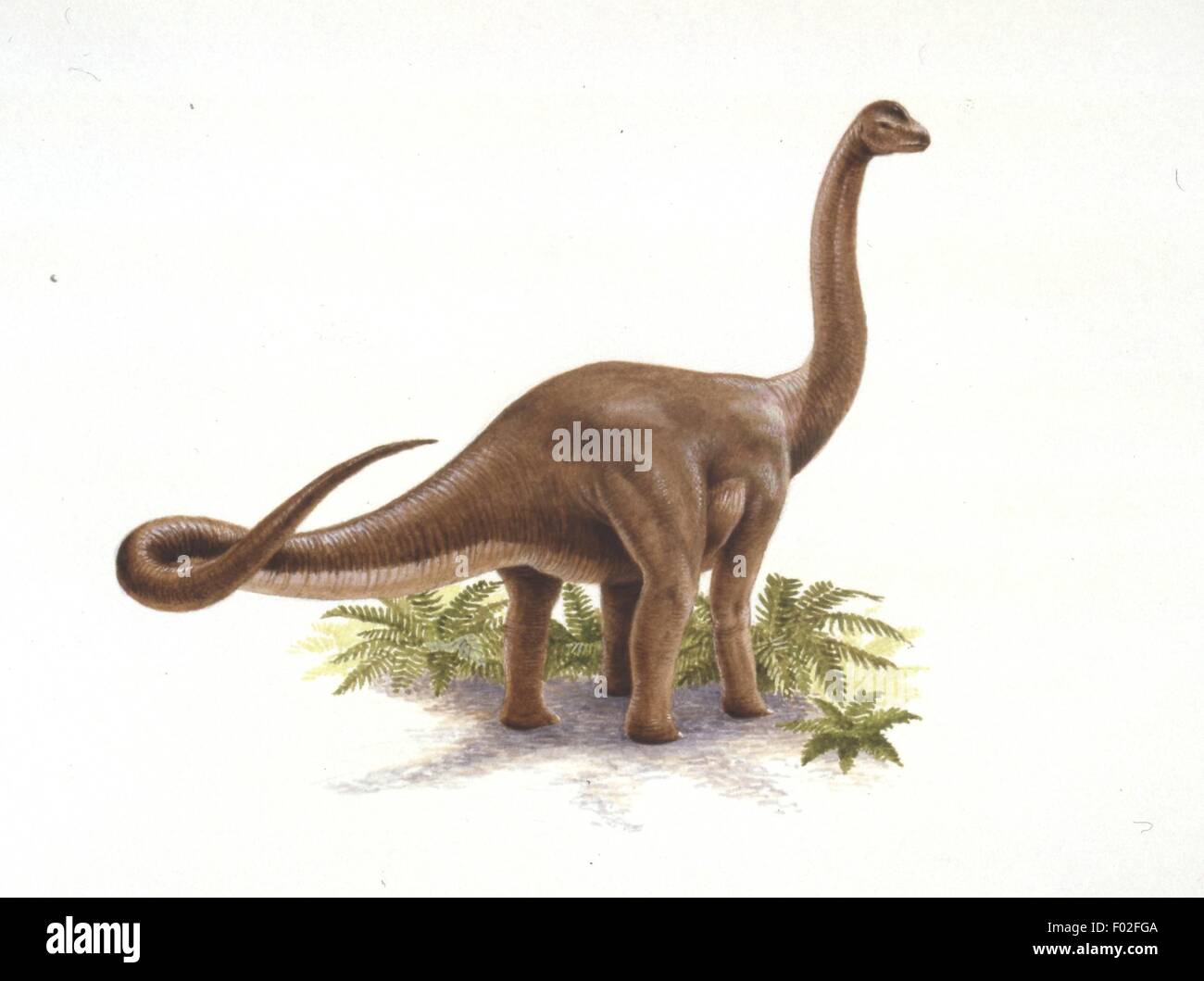 Palaeozoology - Cretaceous period - Dinosaurs - Austrosaurus - Art work by Nick Pike Stock Photo
