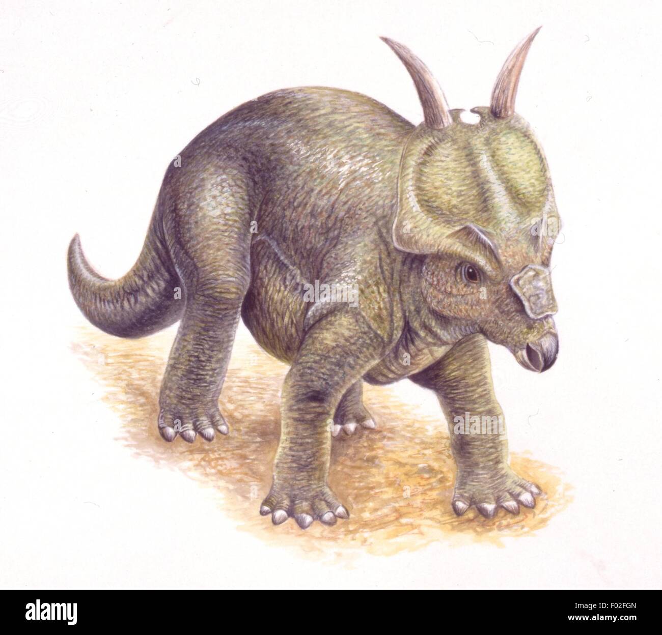 Palaeozoology - Cretaceous period - Dinosaurs - Achelousaurus - Art work by Steve Roberts Stock Photo