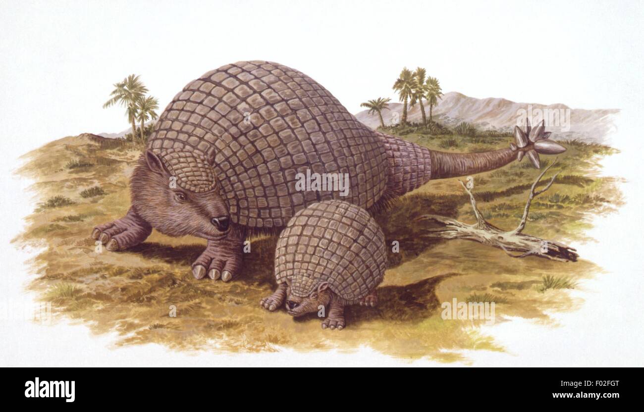 Glyptodons hi-res stock photography and images - Alamy