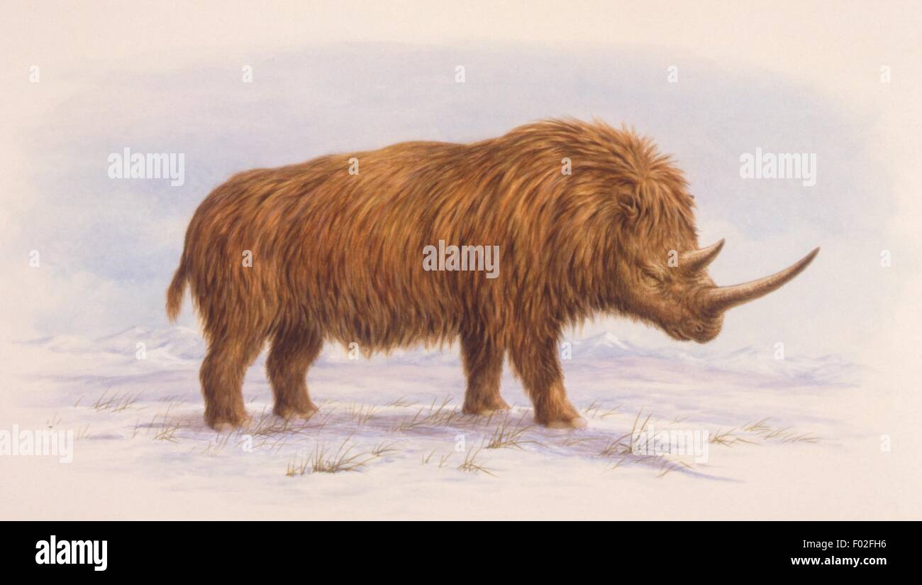 Palaeozoology Quaternary period Extinct mammals Coelodonta