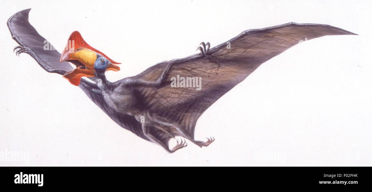 Palaeozoology - Cretaceous period - Pterosaurs - Tapejara - Art work by Robin Boutell Stock Photo