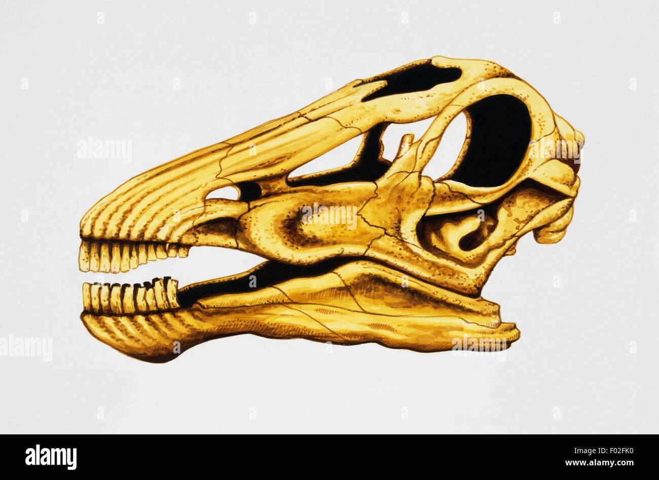 Alamosaurus skeleton hi-res stock photography and images - Alamy
