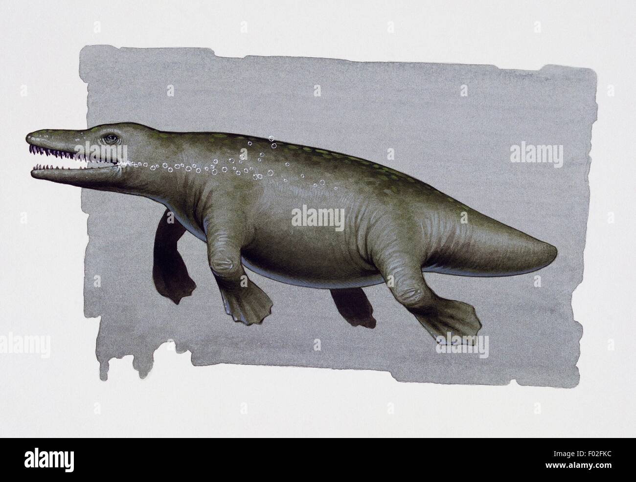 Ambulocetus natans, Protocetidae, Eocene. Artwork by Kevin Lyles. Stock Photo