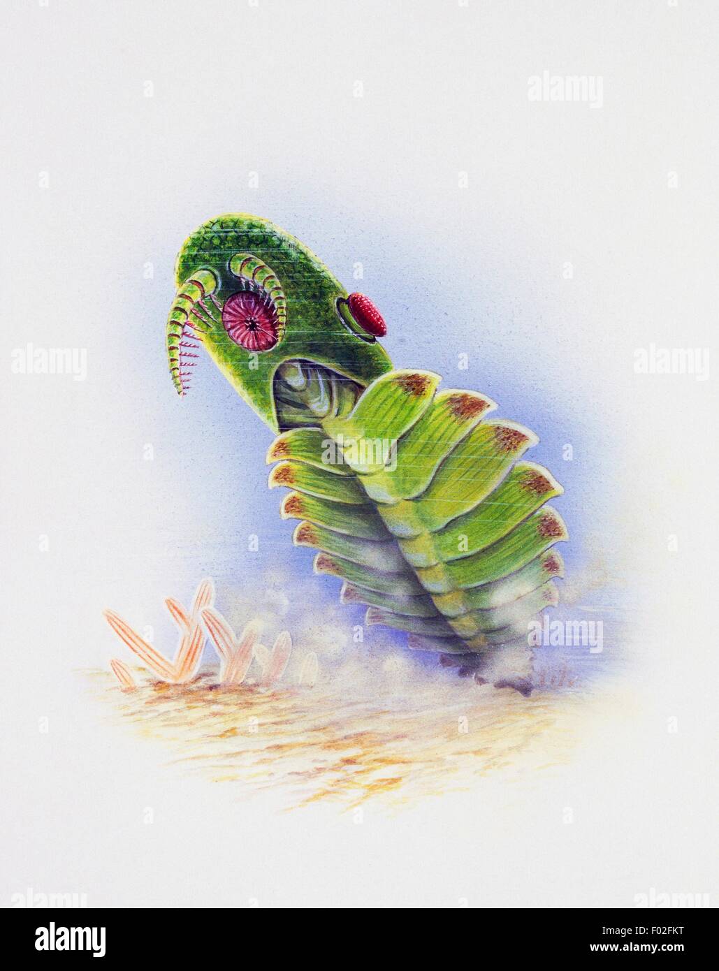 Anomalocaris sp, Anomalocarididae, Early Cambrian. Artwork by Ibrin Edwards. Stock Photo
