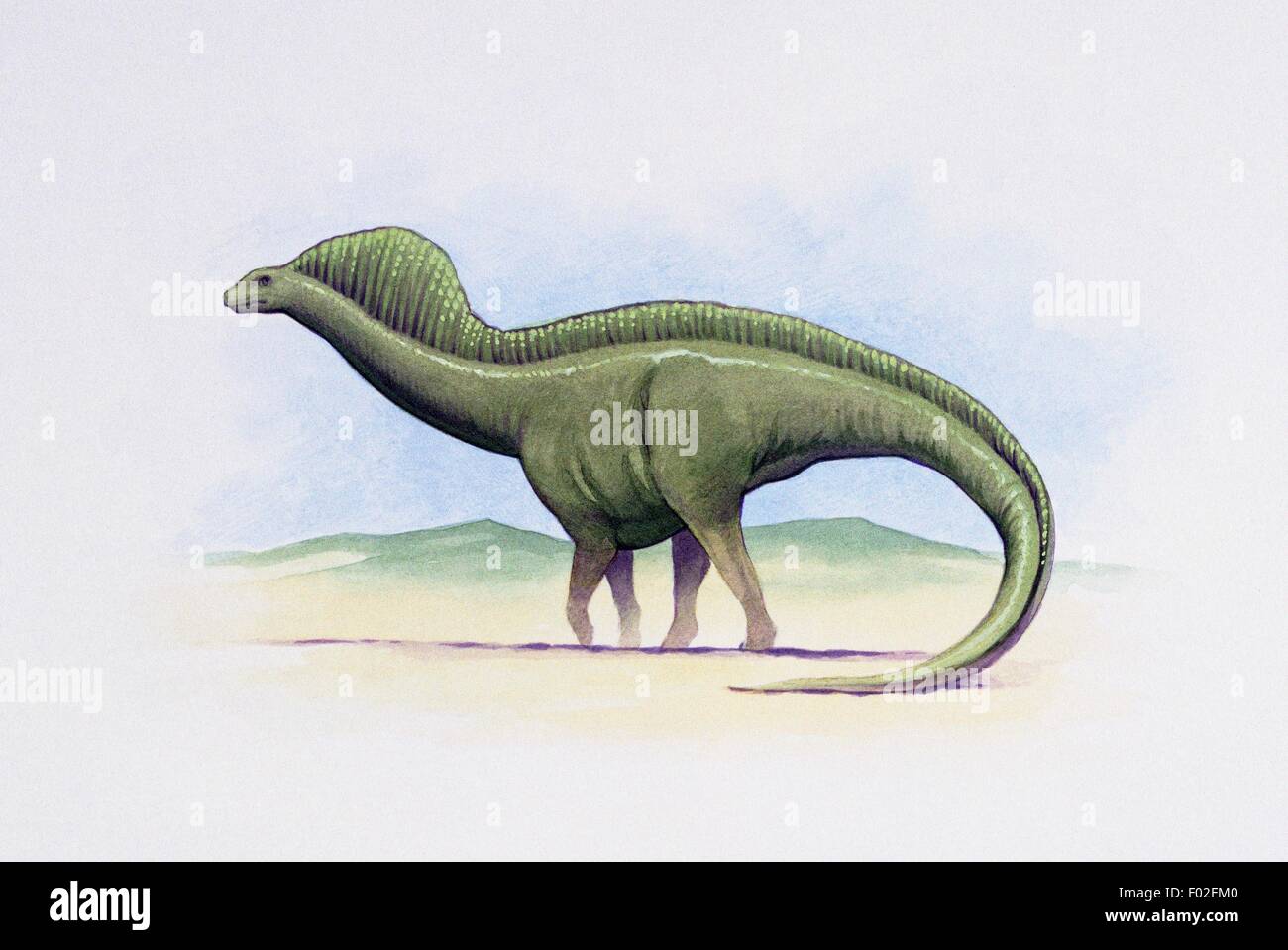 Amargasaurus cazaui, Dicraeosauridae, Early Cretaceous. Artwork by Kevin Lyles. Stock Photo