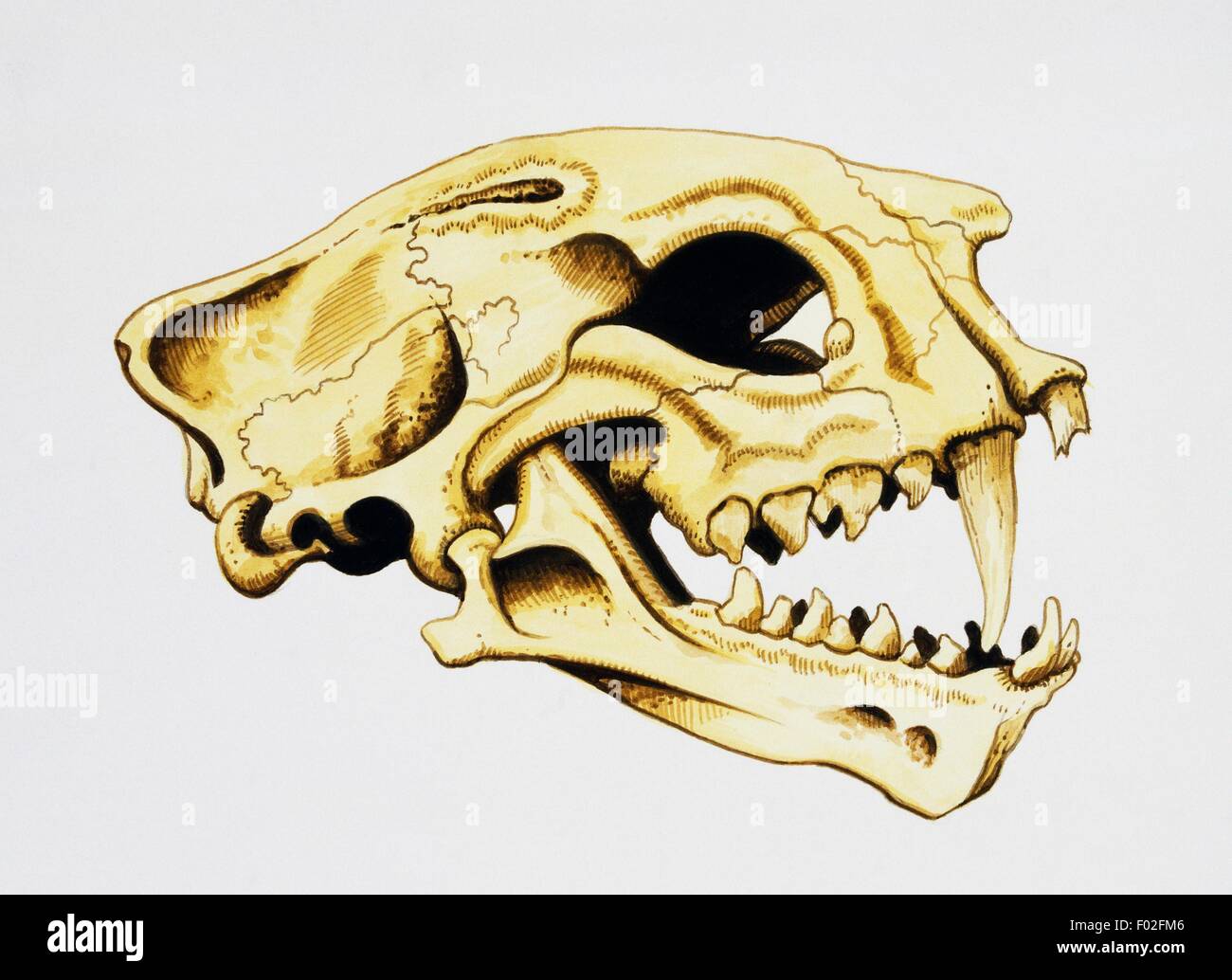 Minravus skull, Nimravidae, Oligocene-Miocene. Artwork by Tony Jackson. Stock Photo