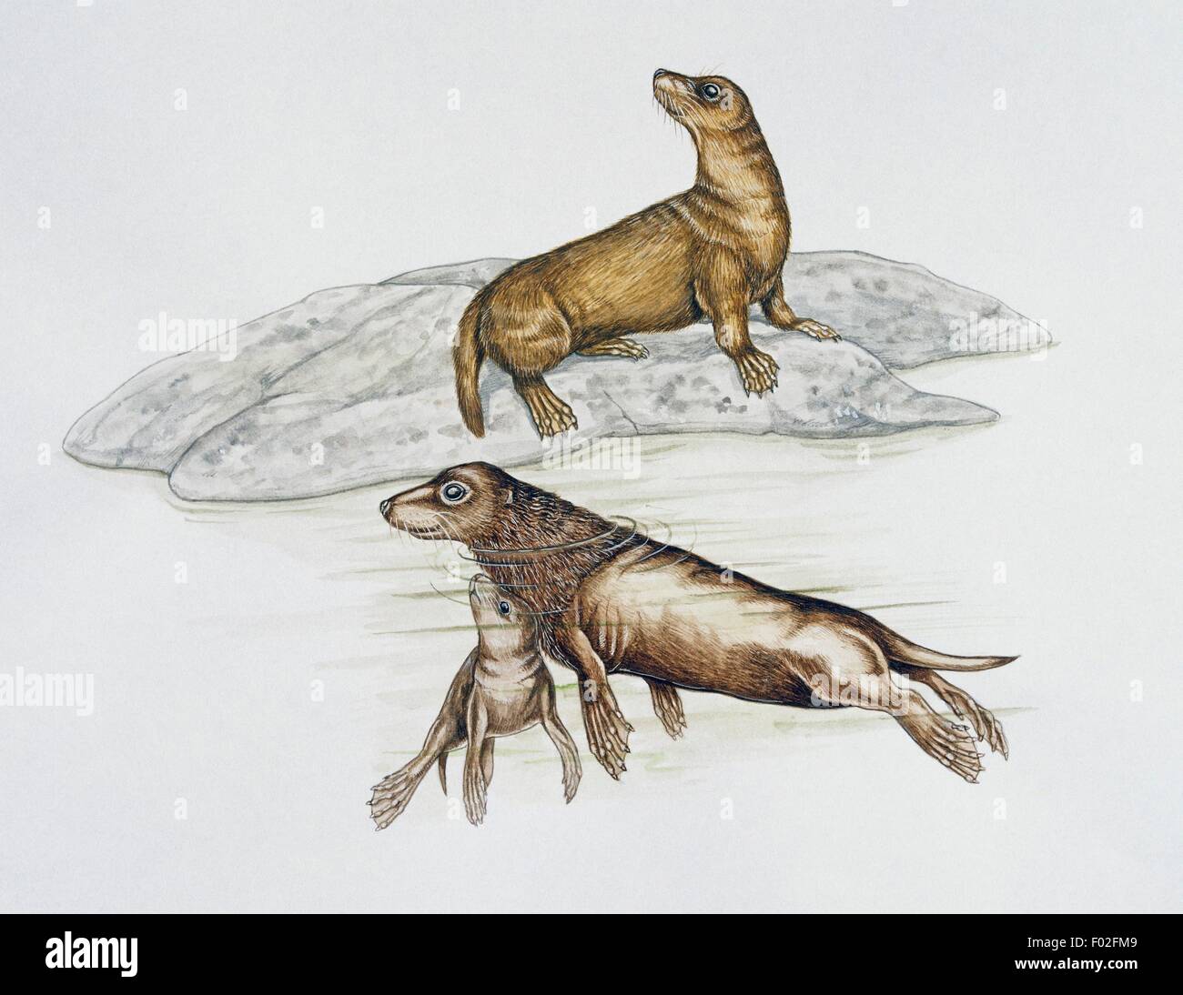 Enaliarctus sp, Enaliarctidae (top), and Desmatophoca sp, Odobenidae (bottom), Miocene. Artwork by T Stitch. Stock Photo