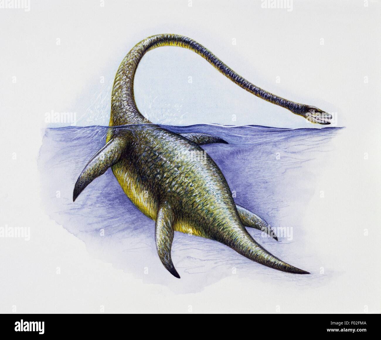 Elasmosaurus platyurus, Elasmosauridae, Late Cretaceous. Artwork by Stephen Roberts. Stock Photo