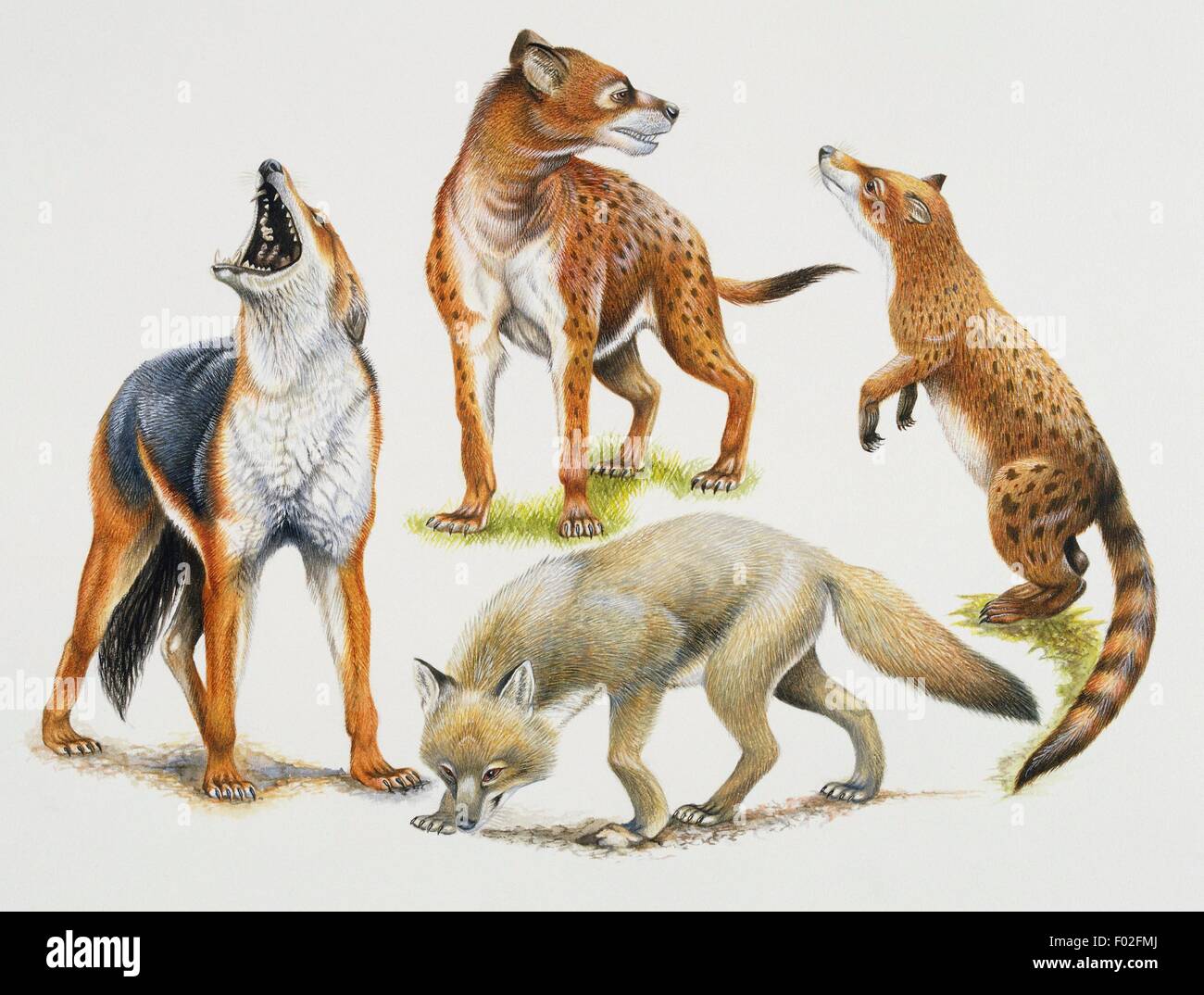 From top, clockwise, Osteoborus sp, Canidae, Hesperocyon sp, Canidae, forest fox (Cerdocyon thous), Canidae, Cynodesmus sp, Canidae. Artwork by Stephen Roberts. Stock Photo