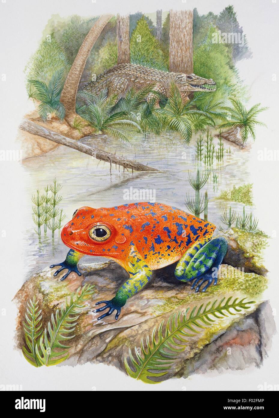 Top, Shansisuchus sp, Erythrosuchidae, bottom, Triadobatrachus massinoti. Artwork by Stephen Roberts. Stock Photo