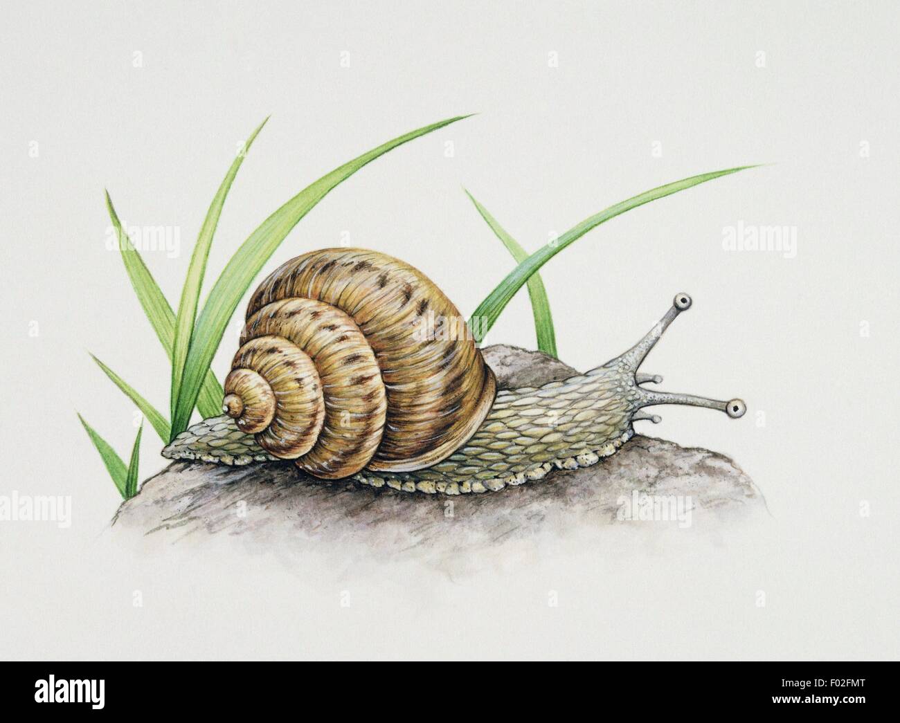 Pleurotomaria sp, Pleurotomariidae, primitive snail. Artwork by Angela Hargreaves. Stock Photo