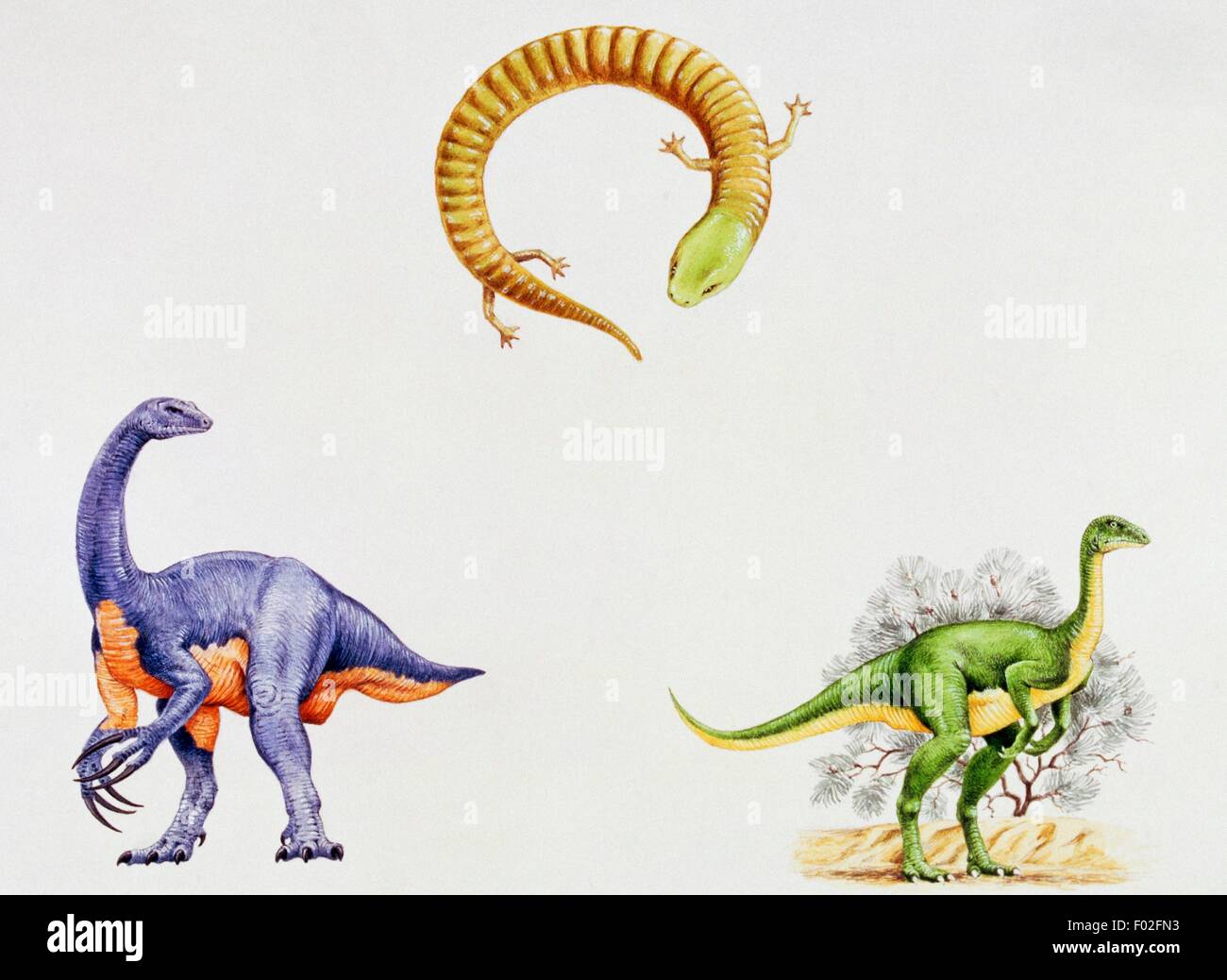 From left, Therizinosaurus cheloniformis, Therizinosauridae, Eocaecilia micropodia, Eocaeciliidae, Timimus hermani, Timimus. Artwork by Nick Pike. Stock Photo