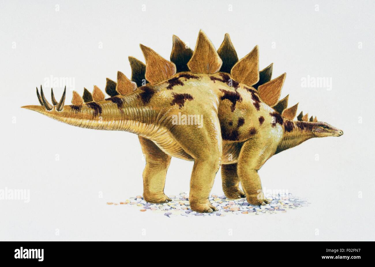 Stegosaurus sp, Stegosauridae, Late Jurassic. Artwork by Nick Pike. Stock Photo