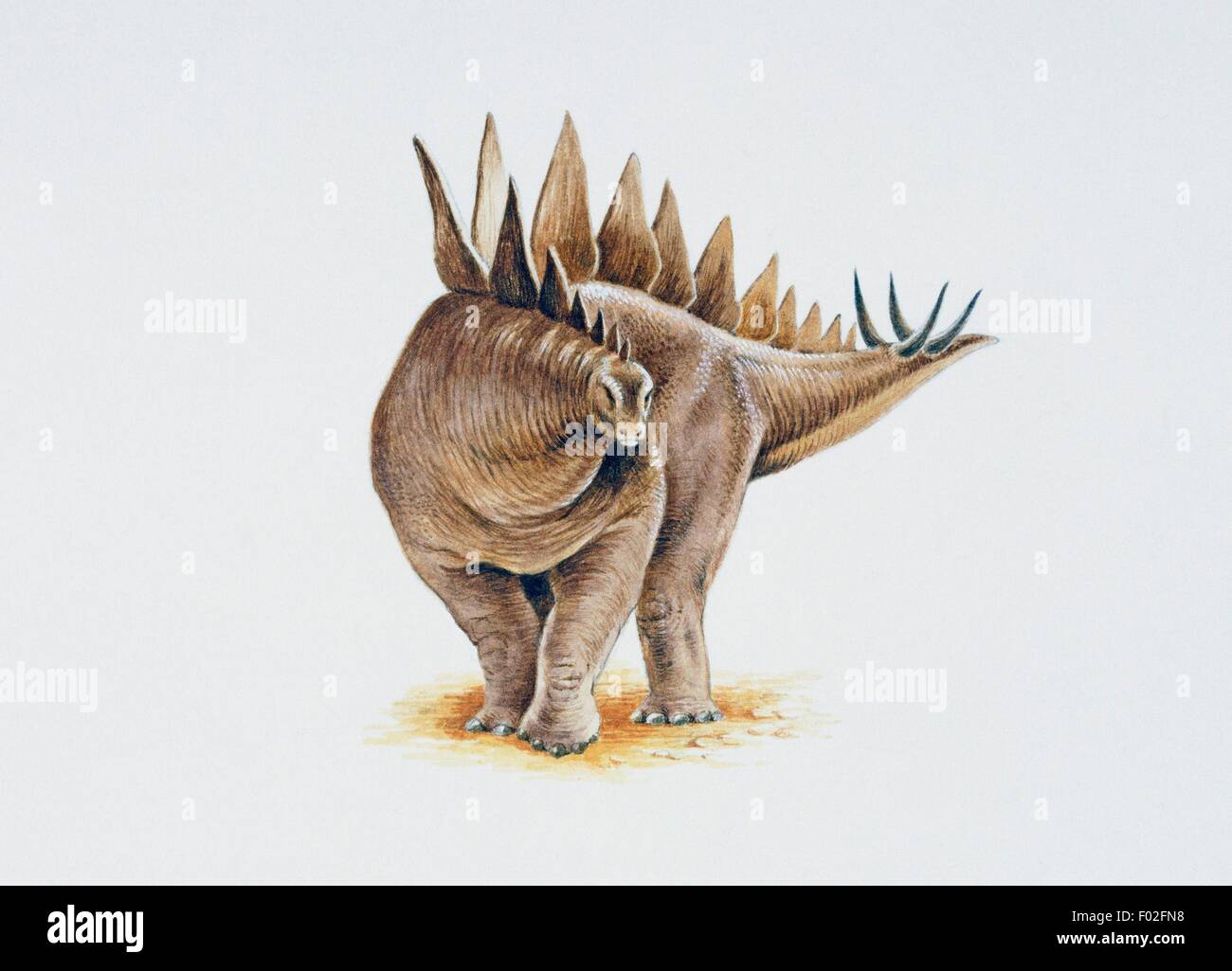 Stegosaurus with one row of slightly overlapping plates. Artwork by Nick Pike. Stock Photo