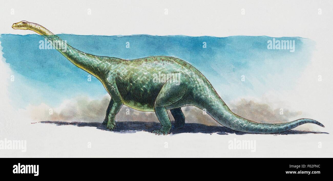 Brontosaurus (Apatosaurus ajax), Diplodocidae, Late Jurassic. Artwork by James Robins. Stock Photo