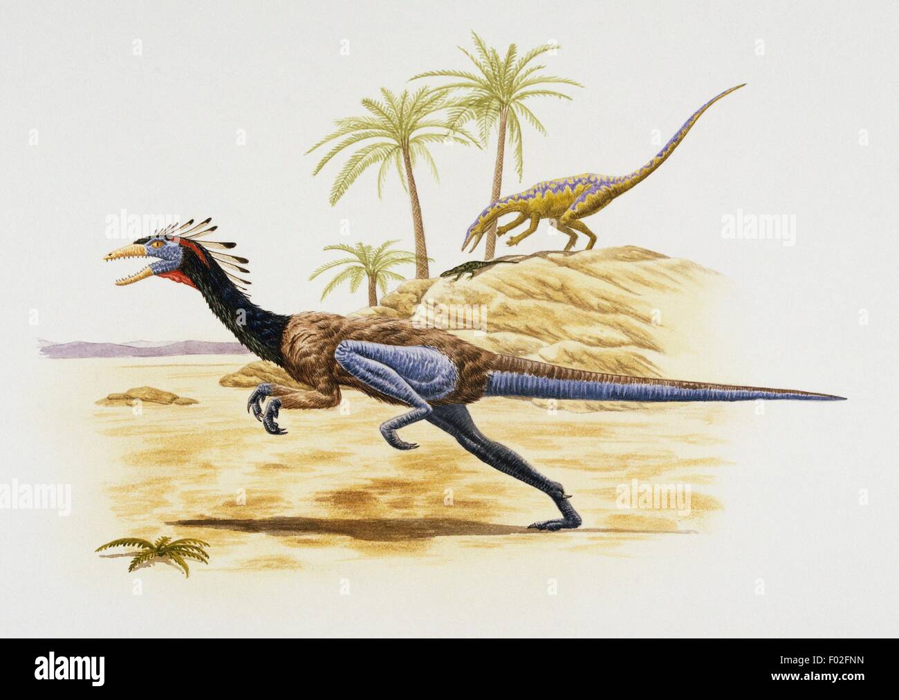 Coelophysis bauri, Coelophysidae, Late Triassic. Some scientist belive that dinosaurus were covered in feathers or fur. Artwork by Mark Stewart. Stock Photo