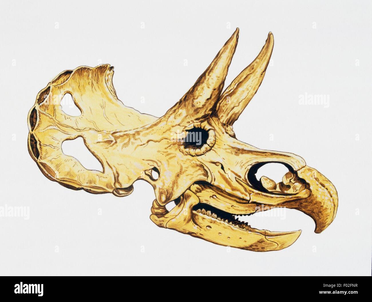 Triceratops skull (Triceratops horridus), Ceratopsidae, Late Cretaceous. Artwork by Tony Jackson-Black Hat. Stock Photo