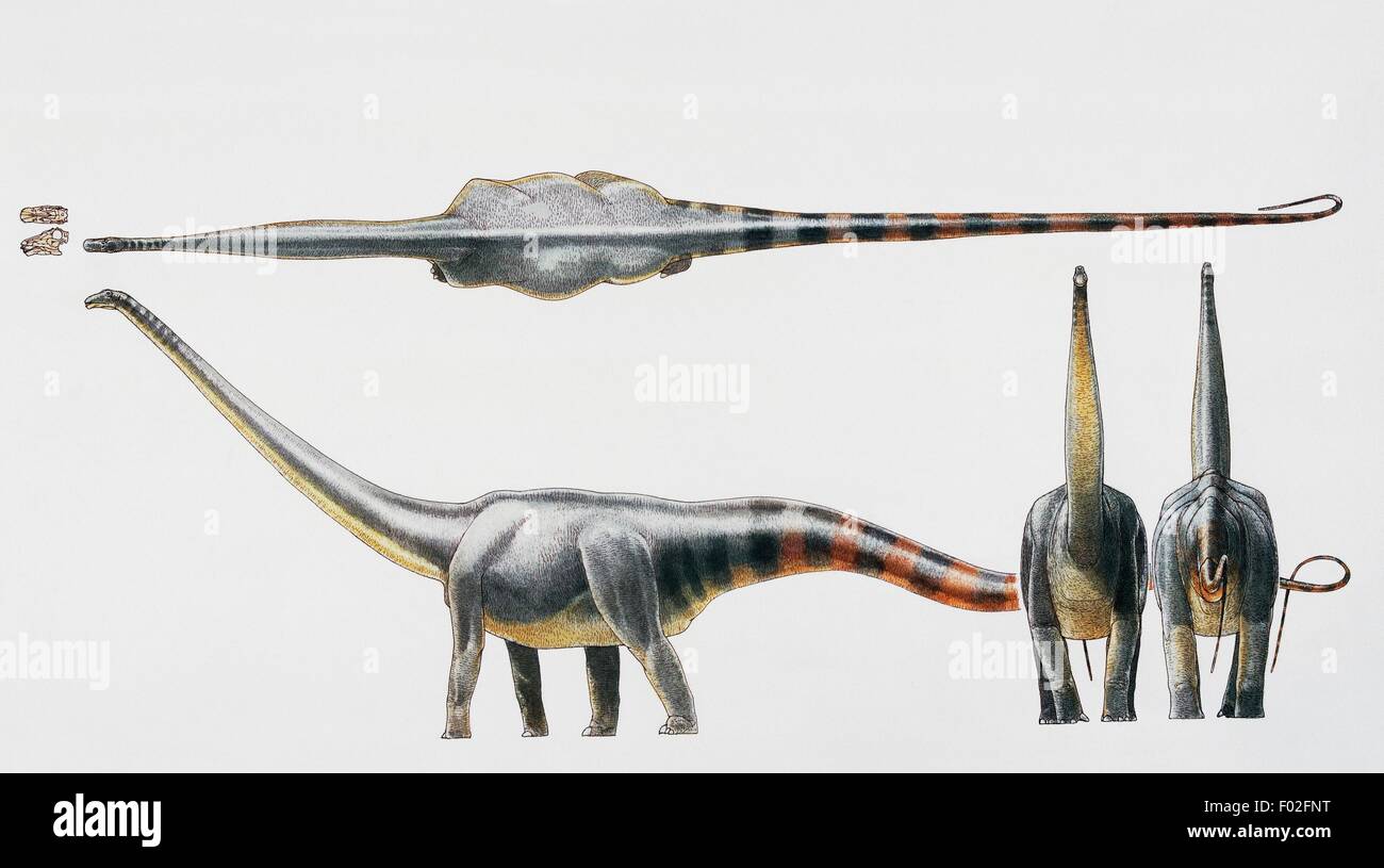 Seismosaurus hallorum, Diplocidae, Early Cretaceous. Artwork by James Robins. Stock Photo