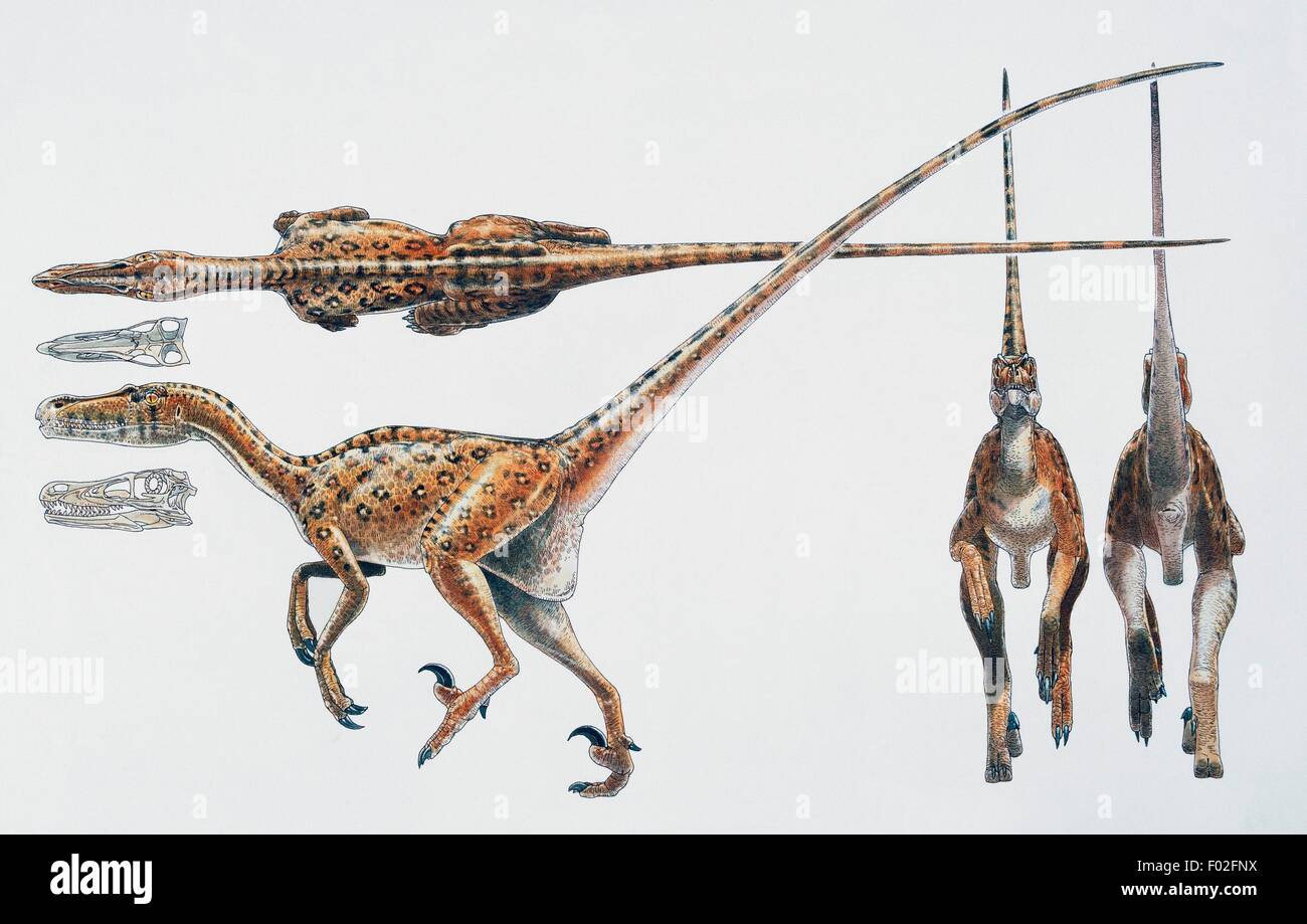 Velociraptor sp, Dromaeosauridae, Cretaceous. Artwork by James Raptor. Stock Photo