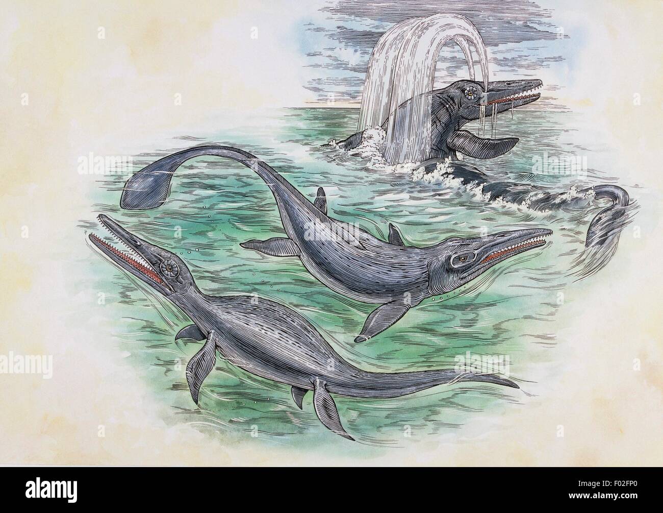 Specimen of Ichthyosaurs order (Ichthyosauria), Triassic-Cretaceous. Artwork by Robin Carter. Stock Photo