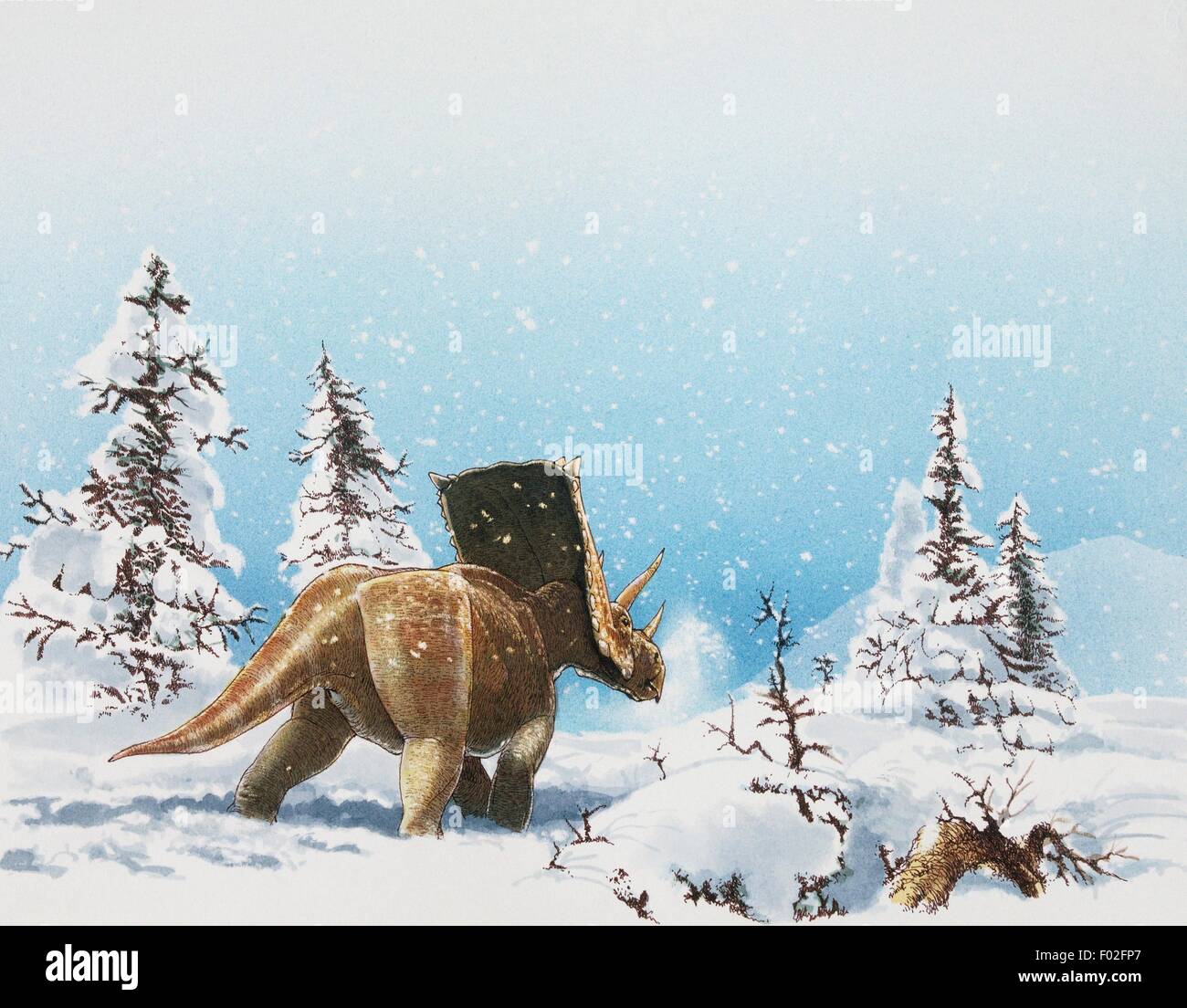 Chasmosaurus, Ceratopsidae, in the snow, Cretaceous. Artwork by James Robins. Stock Photo
