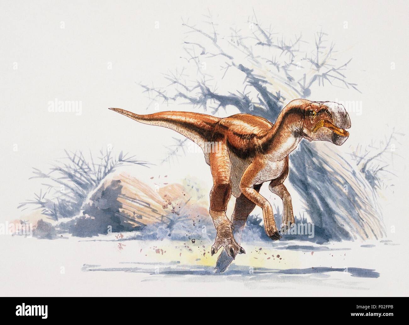 Conchoraptor gracilis, Oviraptoridae, Cretaceous. Artwork by James Robins. Stock Photo