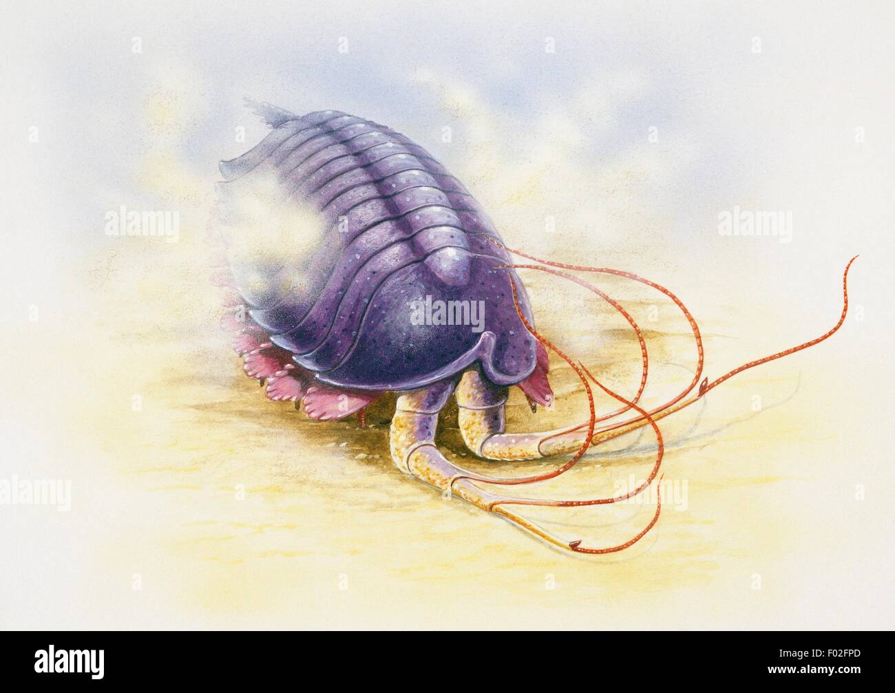 Leanchoilia sp, Arthropoda, Middle Cambrian. Artwork by Brin Edwards-WLAA. Stock Photo
