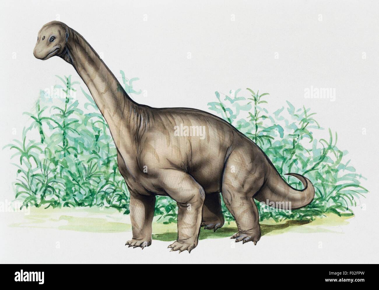 Camarasaurus sp, Camarasauridae, Jurassic. Illustration. Stock Photo