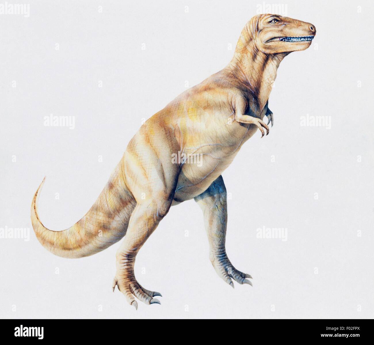 Albertosaurus sarcophagus, Tyrannosauridae, Cretaceous. Illustration. Stock Photo