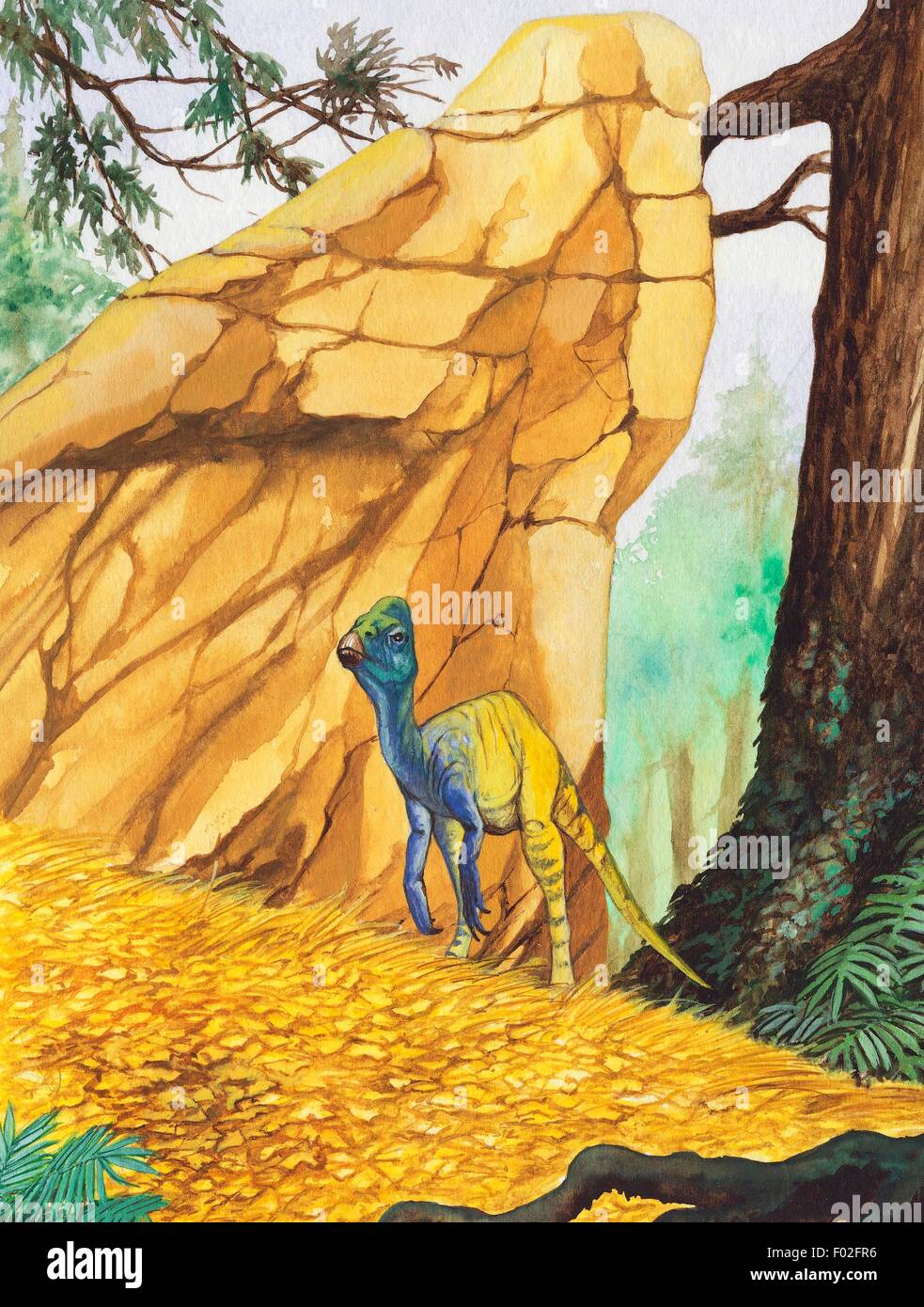 Pachycephalosaurus sp, Pachycephalosauridae, Cretaceous. Illustration. Stock Photo