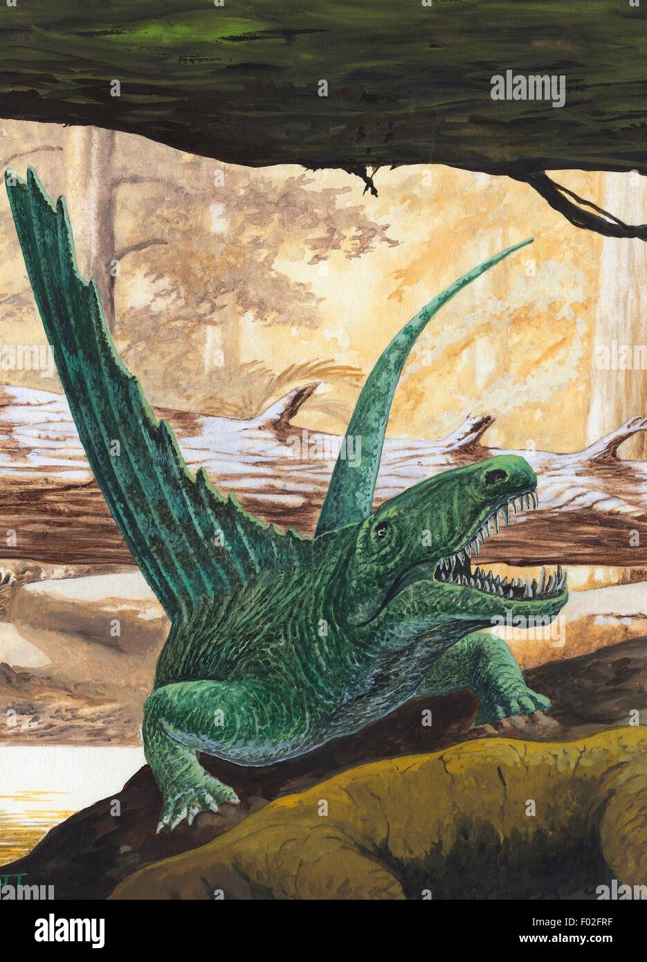 Dimetrodon sp, Sphenacodontidae, Early Permian. Artwork by J Dang. Stock Photo