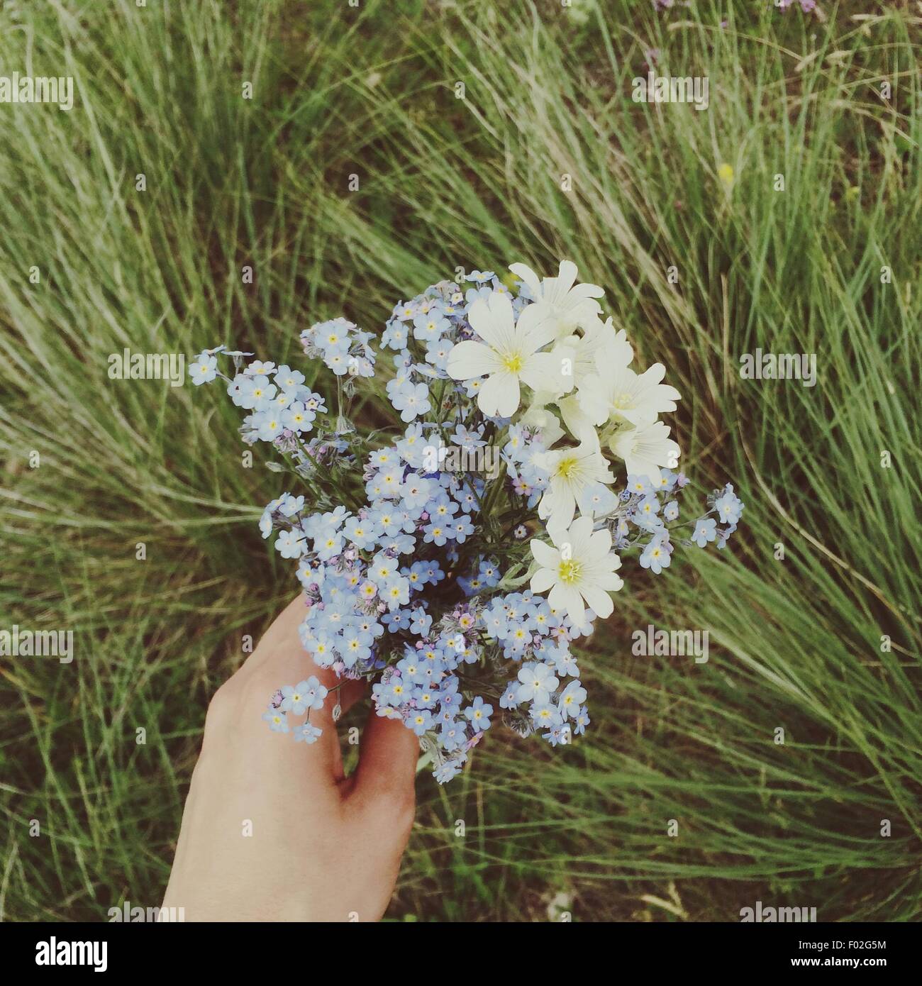 Hand holding forget-me-not flowers Stock Photo