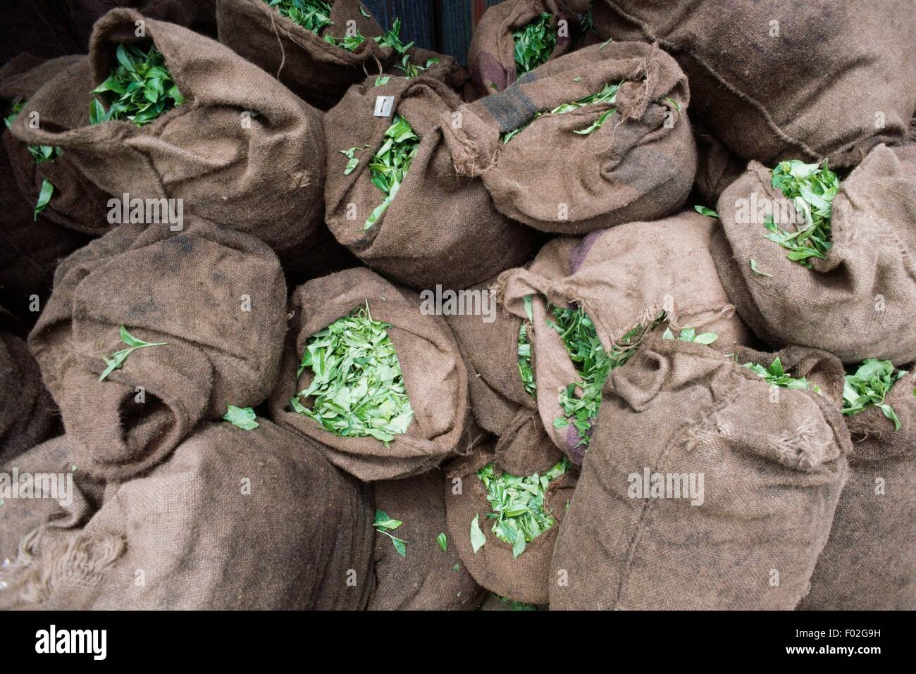 Tea in jute sacks, Mauritius Stock Photo Alamy